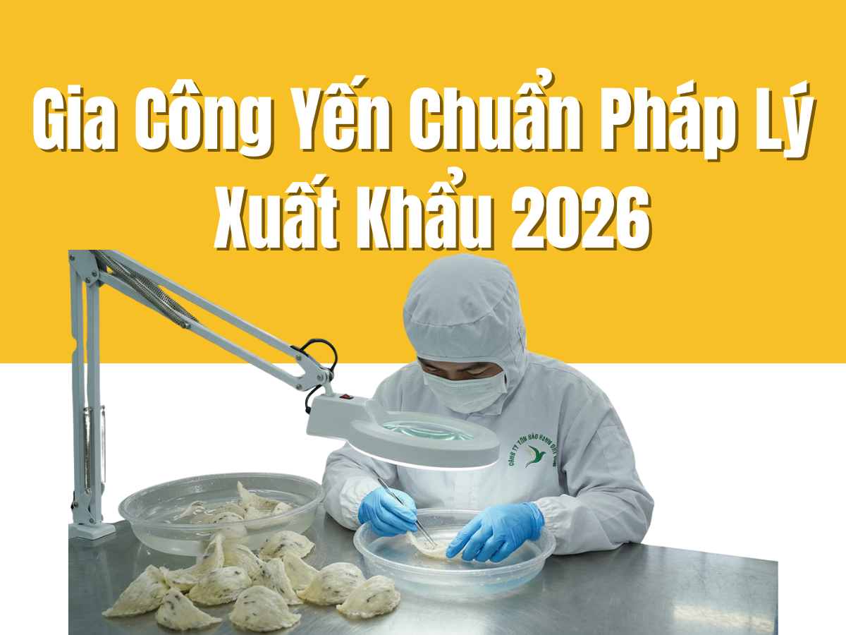 Gia Công Yến Chuẩn Pháp Lý và Xuất Khẩu 2026