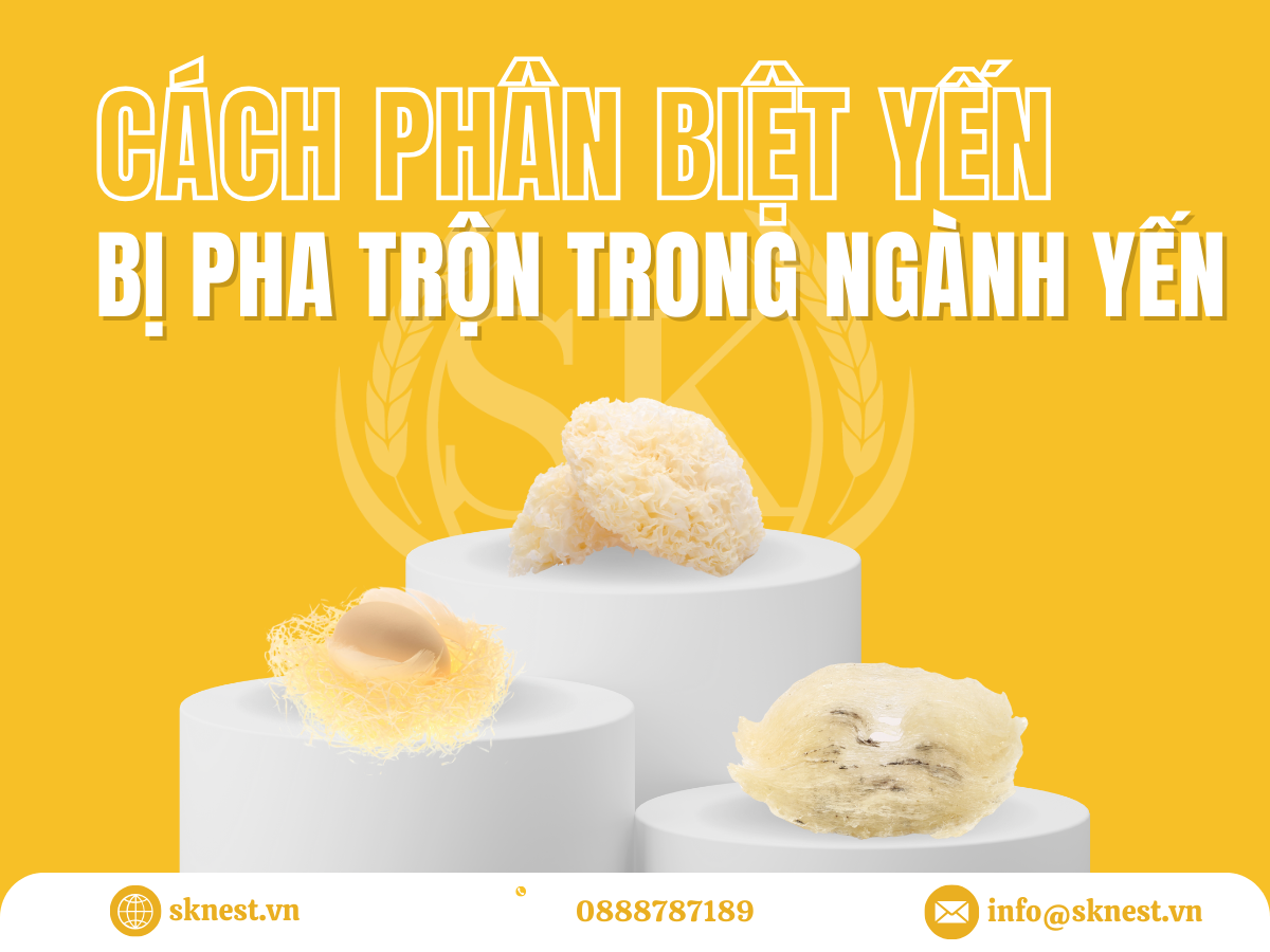 Cách phân biệt yến bị pha trộn trong ngành yến: Giúp nhận diện tổ yến thật - giả chính xác