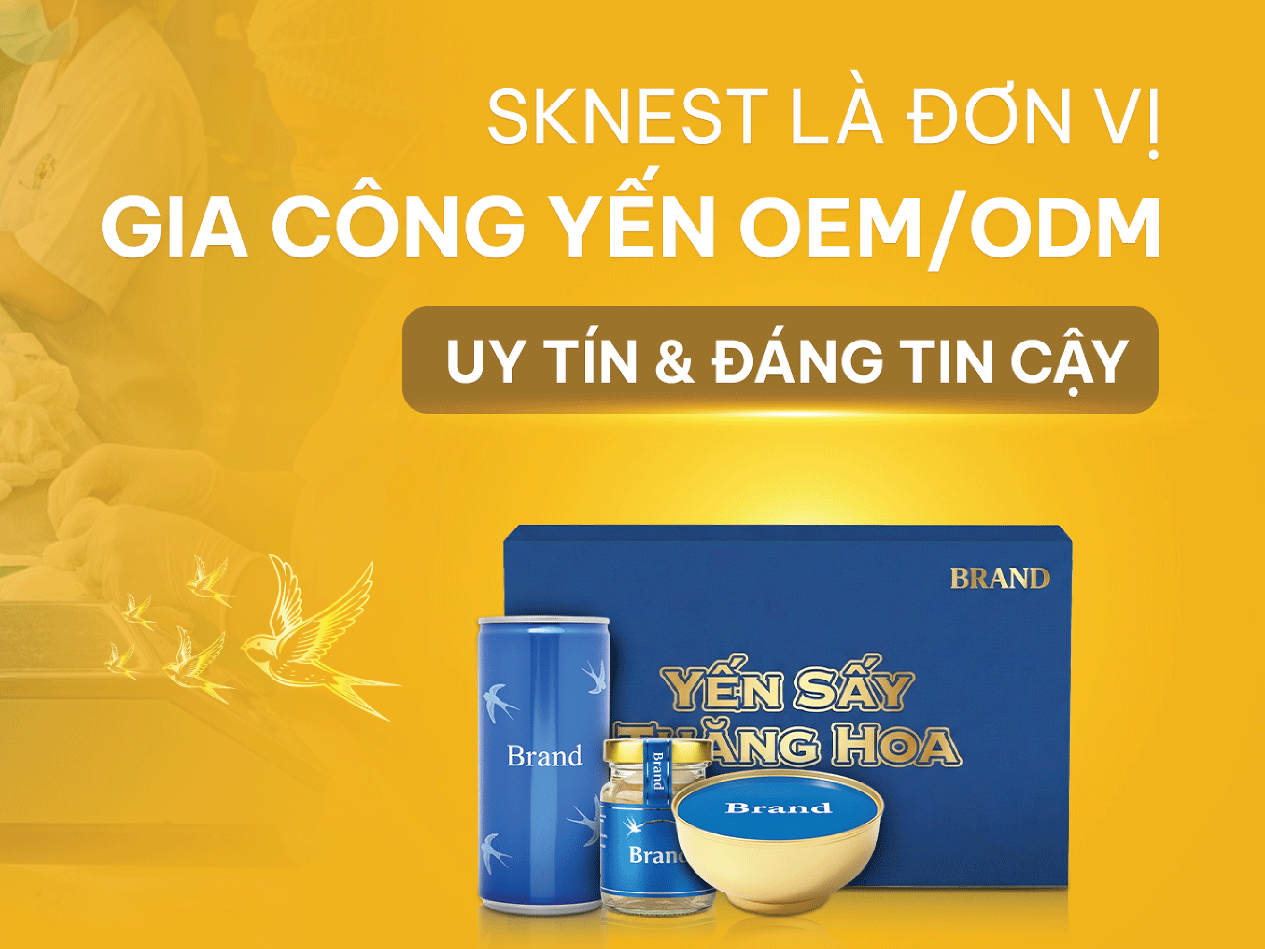 Cơ Hội Kinh Doanh Yến Sào Cho Các Doanh Nghiệp Mới Tại Việt Nam Năm 2026