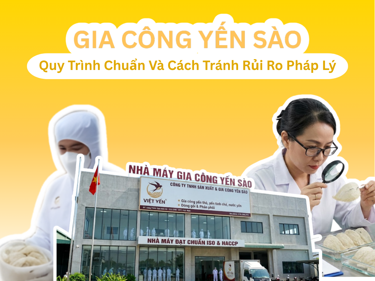 Gia Công Yến Sào: Quy Trình Chuẩn Và Cách Tránh Rủi Ro Pháp Lý