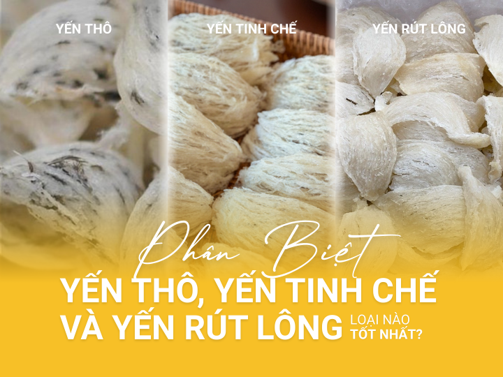Phân Biệt Yến Thô, Yến Tinh Chế Và Yến Rút Lông – Loại Nào Tốt Nhất?