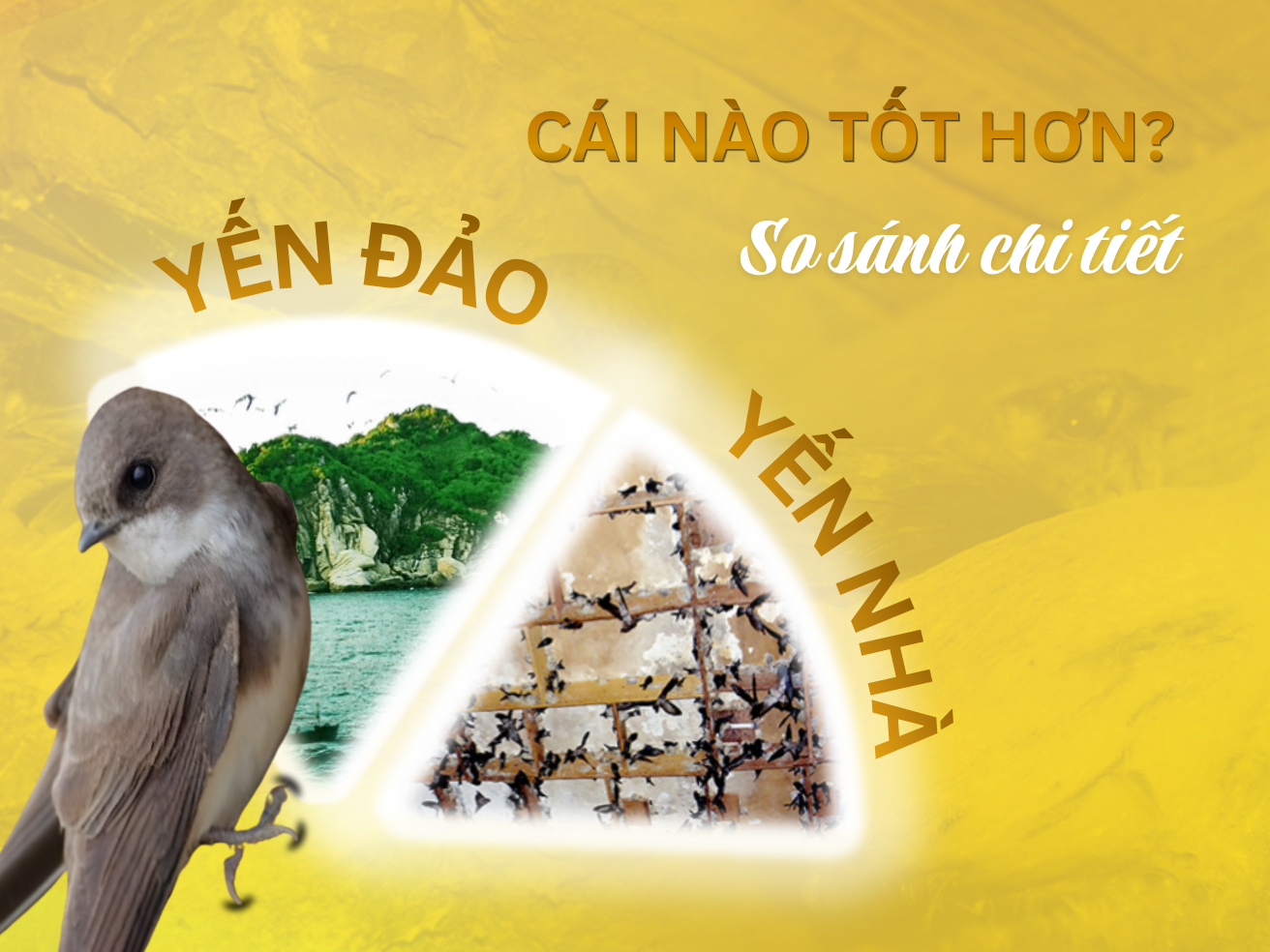 Yến Đảo Và Yến Nhà: Cái Nào Tốt Hơn? So Sánh Chi Tiết